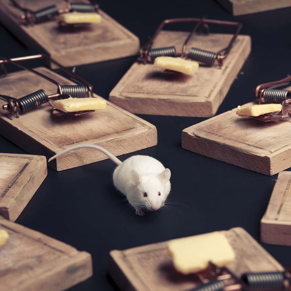 Mouse surrounded by mouse traps